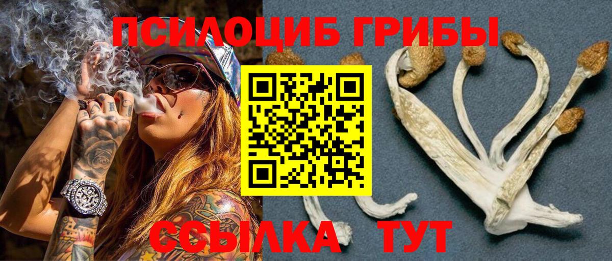 Псилоцибиновые грибы Psilocybine cubensis Гудермес